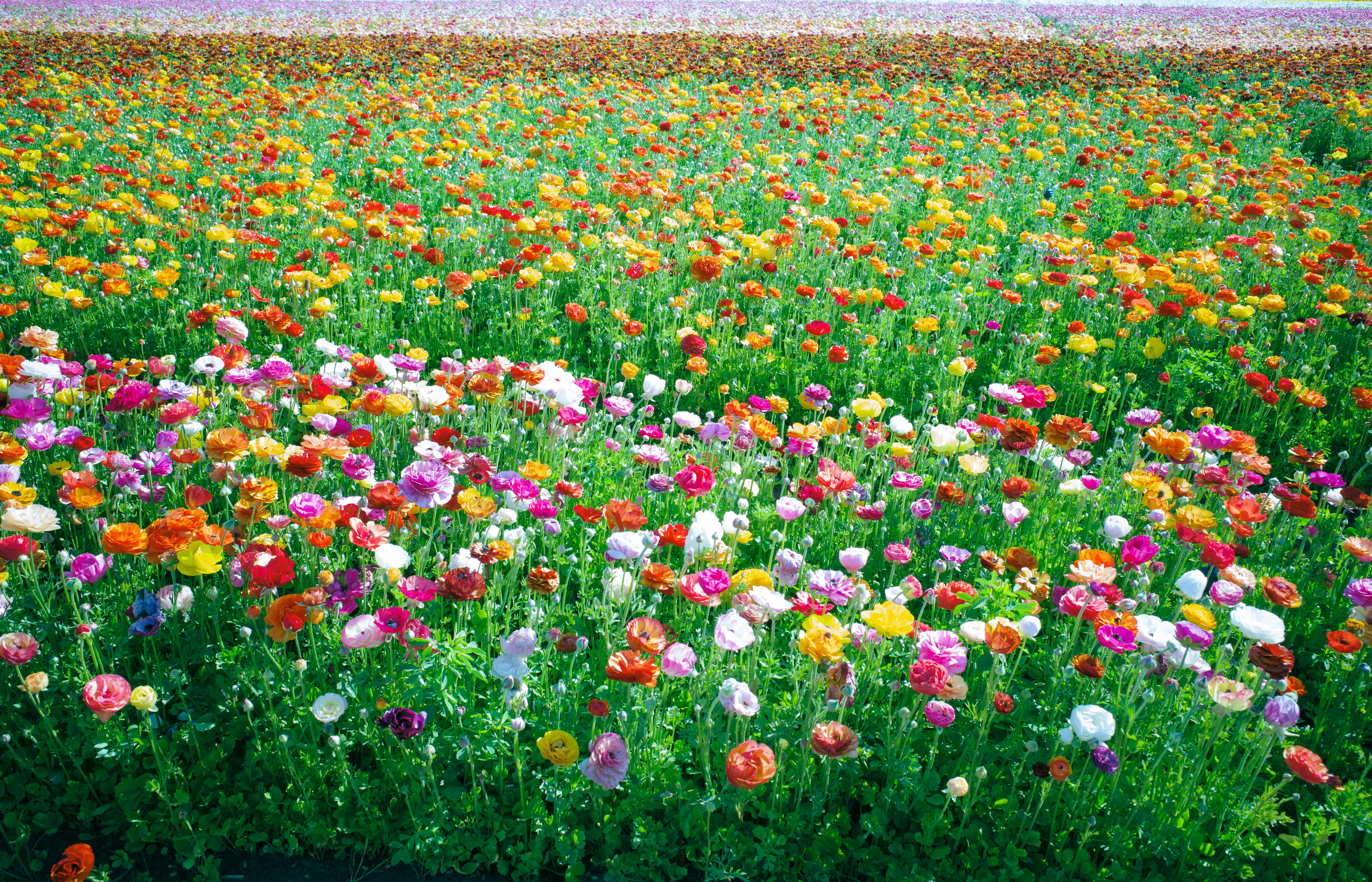 Home Destino Flower Cultivation