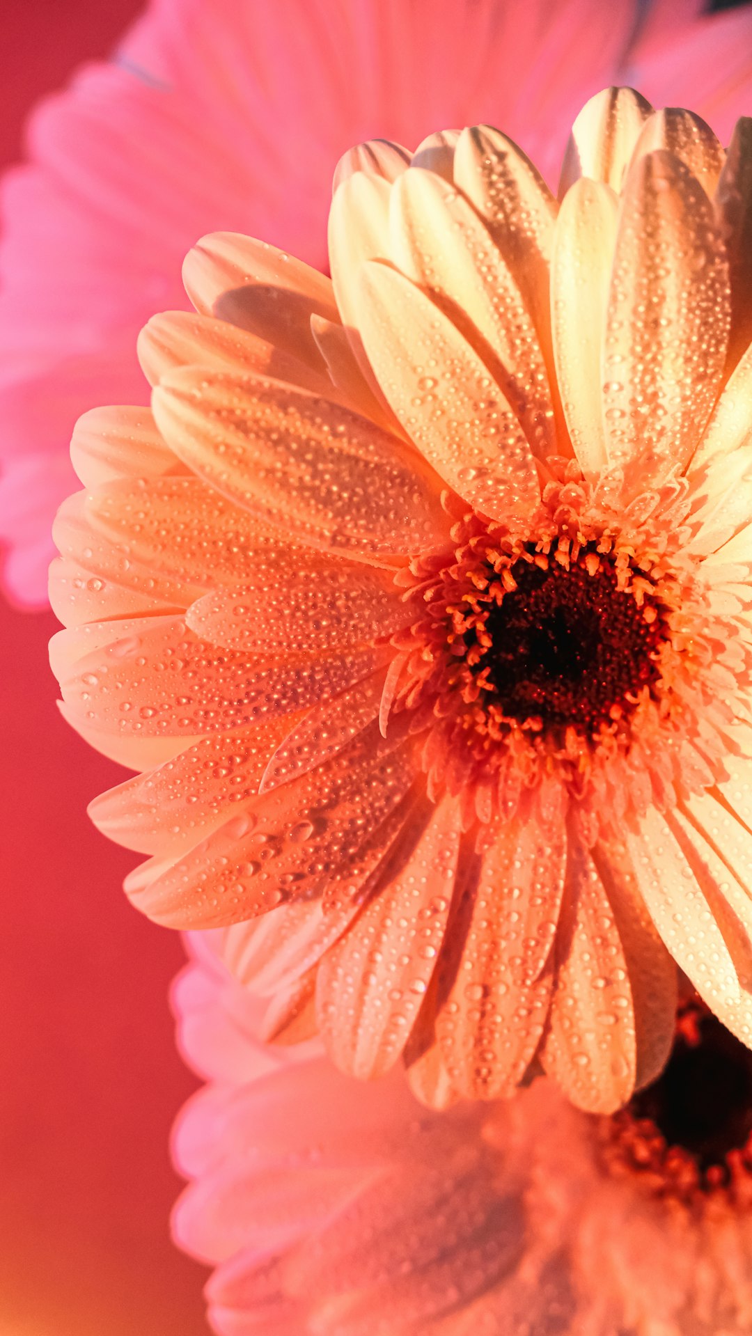 Gerbera Flowers